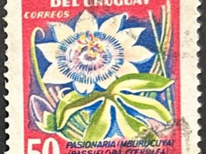 Sello Uruguay 1954 - Pasionaria - 50 centésimos, Usados