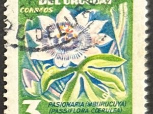 Sello Uruguay 1954 - Pasionaria - 3 centésimos, Usados