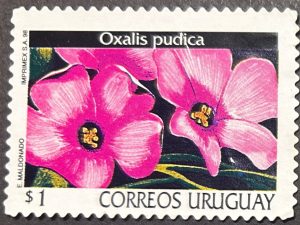 Sello Uruguay 1998 - Oxadis Púdica- 1$ usado