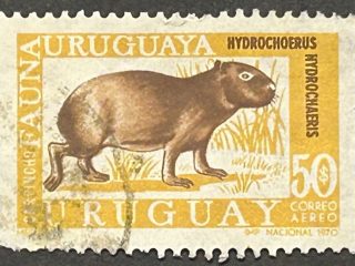 Sello Uruguay 1970 - Carpincho - 50 $ - Aéreo, usado