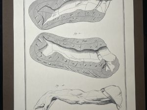 Lámina Facsímil Enciclopedia Diderot - España 2003 - 39 x 26 cm