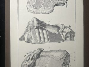 Lámina Facsímil Enciclopedia Diderot - España 2003 - 39 x 26 cm - Manege