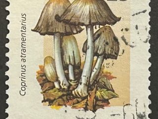 Sello Argentina 1994 - Coprinus Atramentarius - 25 C Usado