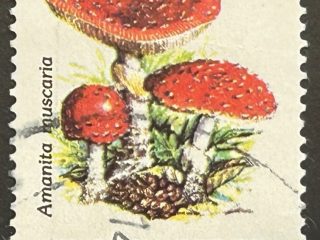 Sello Argentina 1994 - Amanita muscaira - 1$ Usado