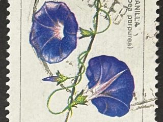 Sello Argentina - Flores : Campanilla - 20,00$ Usado