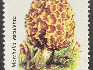 Sello Argentina 1993 - Setas : Morchella Esculenta - $2 Usado