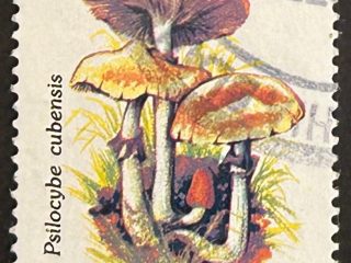Sello Argentina 1994 - Setas psilocybe cubensis - 0,10 $