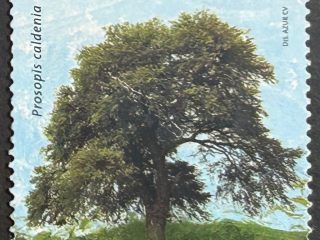 Sello Argentina 1999 - Caldén - 75 Céntimos Usado