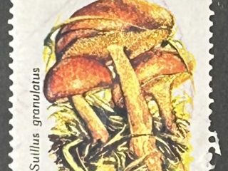 Sello Argentina 1993 - Setas : Suillos Granulatos -  0,50 $ Usado