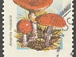 Sello Argentina 1994 - Setas: Amanita Muscaria - 1$ Usado