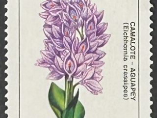 Sello Argentina 1983 - Flores : Camalote - 0,40 $a Nuevo