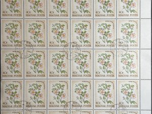 Bloque Sellos Hungría 1973  - Flores : Rosa Gallica - 30 sellos de 40f Matasellado sin goma