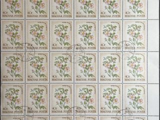 Bloque Sellos Hungría 1973  - Flores : Rosa Gallica - 30 sellos de 40f Matasellado sin goma