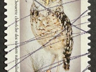 Sello Francia 2020 - pinturas de Curiosidades :Búho - Lettre Verte usado